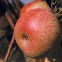 Pommier Cidre Foxwhelp sur porte-greffe Antonovka Grundstam - Malus Domestica 'Foxwhelp red'