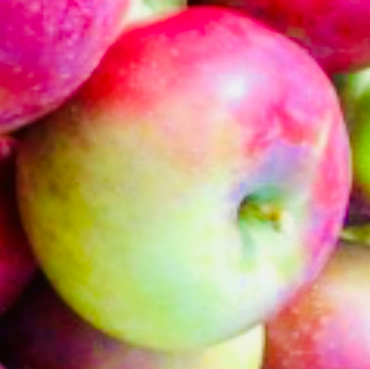 Birgit Bonnier Äpple på Antonovka Grundstam - Malus Domestica 'Birgit Bonnier'