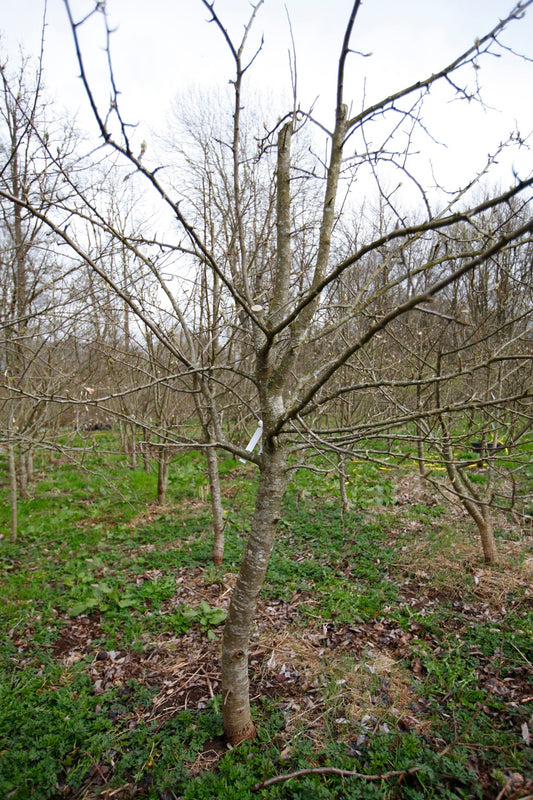 Gråpäron I – Stort Päronträd - Pyrus Communis 'Gråpäron'