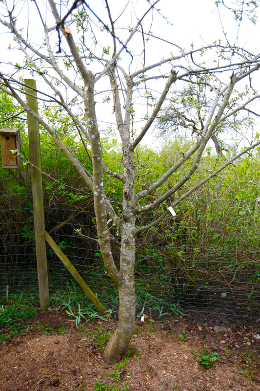 Langeland – Stort Äppleträd - Malus Domestica 'Langeland'