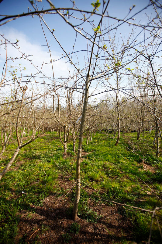 Arôme (n°1) – Big Apple Tree