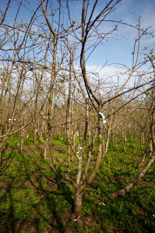 Ellis Bitter (Nr.5) – Stort Äppleträd - Malus Domestica 'Ellis Bitter'