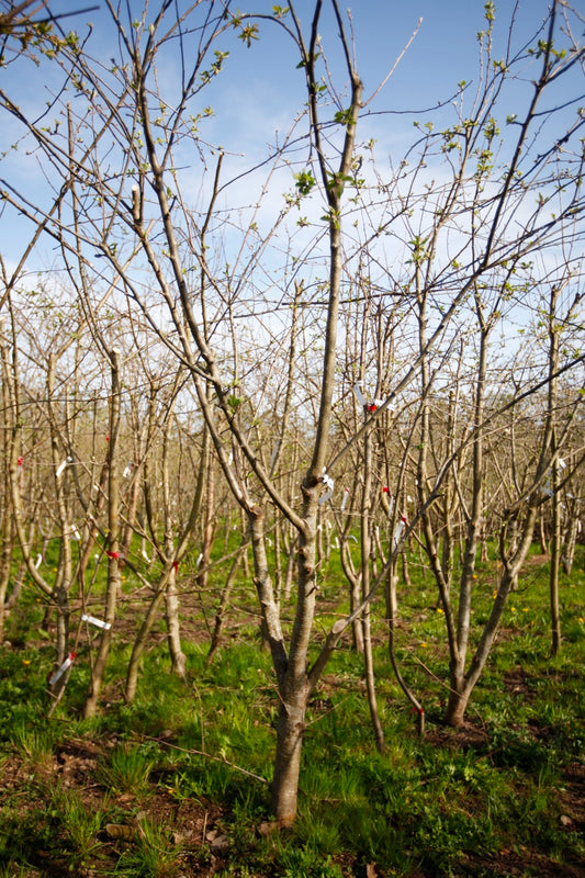Katy / Katja I – Stort Äppleträd - Malus Domestica 'Katy / Katja'