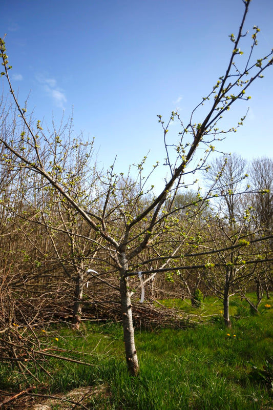Signe Tillisch II – Stort Äppleträd - Malus Domestica 'Signe Tillisch'