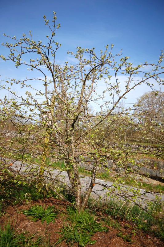 Hyslop II – Stort Äppleträd - Malus Domestica 'Hyslop'