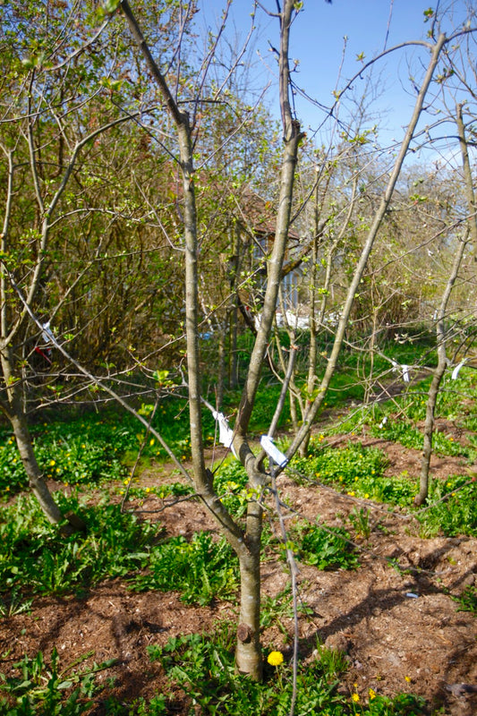 Summerred II – Stort Äppleträd - Malus Domestica 'Summerred'