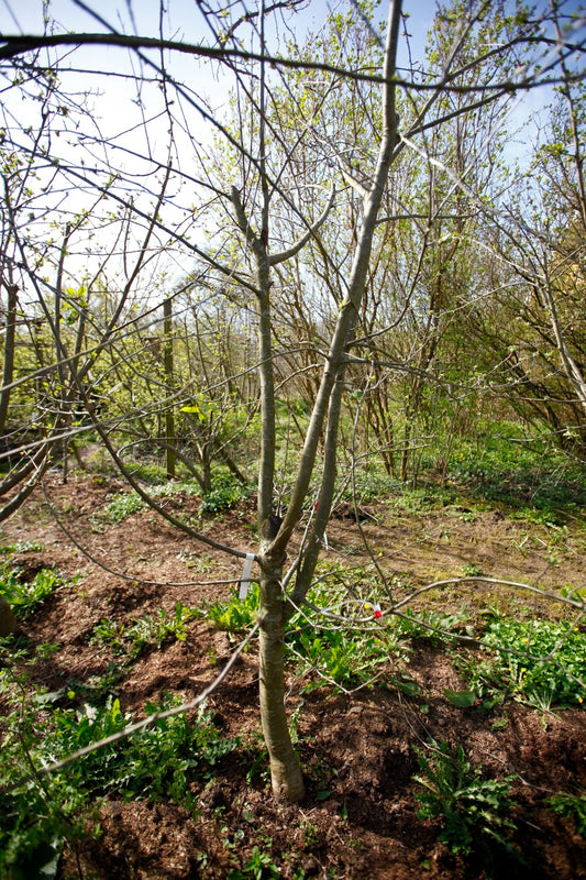 Arôme (n°3) – Big Apple Tree