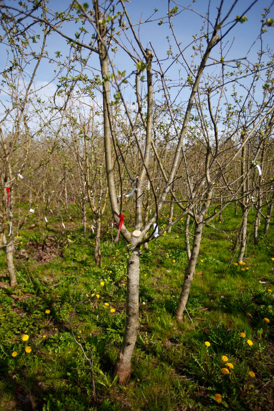 James Grieve II – Stort Äppleträd - Malus Domestica 'James Grieve'