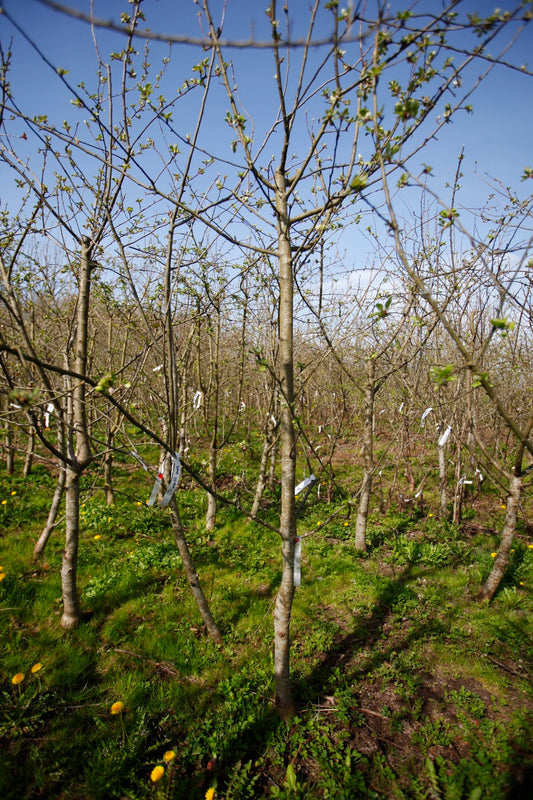 James Grieve IV – Stort Äppleträd - Malus Domestica 'James Grieve'