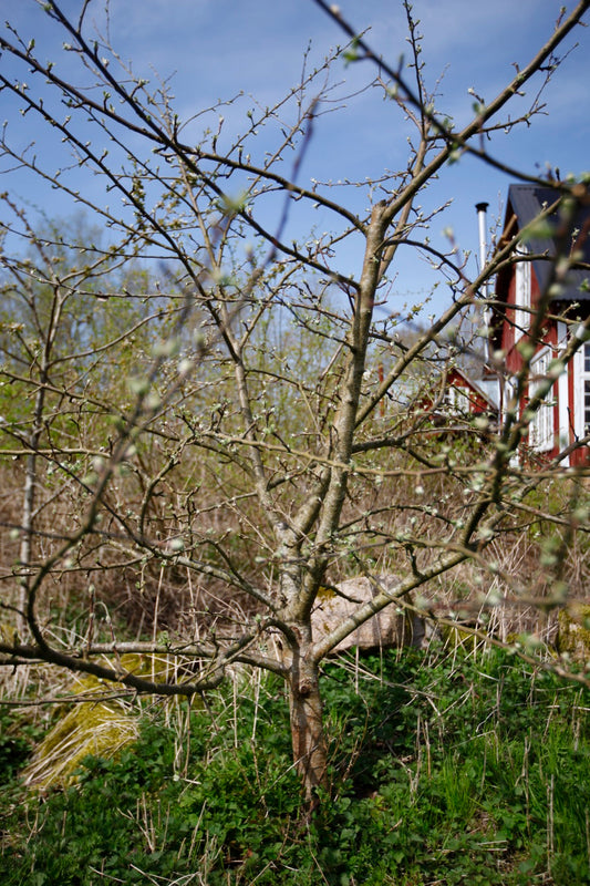 Major Cider II – Stort Äppleträd - Malus Domestica 'Major'
