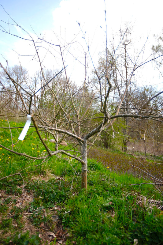 Filippa III – Stort Äppleträd - Malus Domestica 'Filippa'