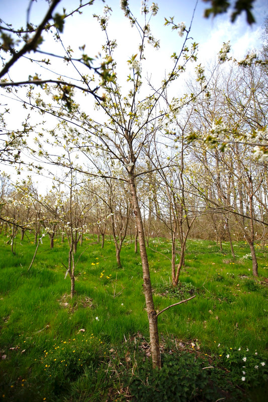 Merton Late – Stort Körsbärsträd - Prunus Avaium ´Merton late`