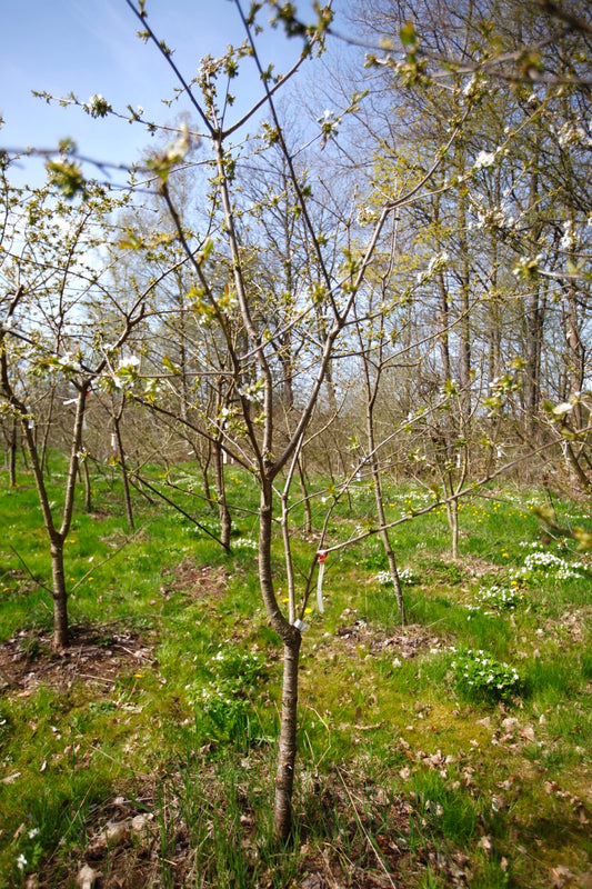 Stella (Nr.1) – Stort Körsbärsträd - Prunus Avaium ´Stella`