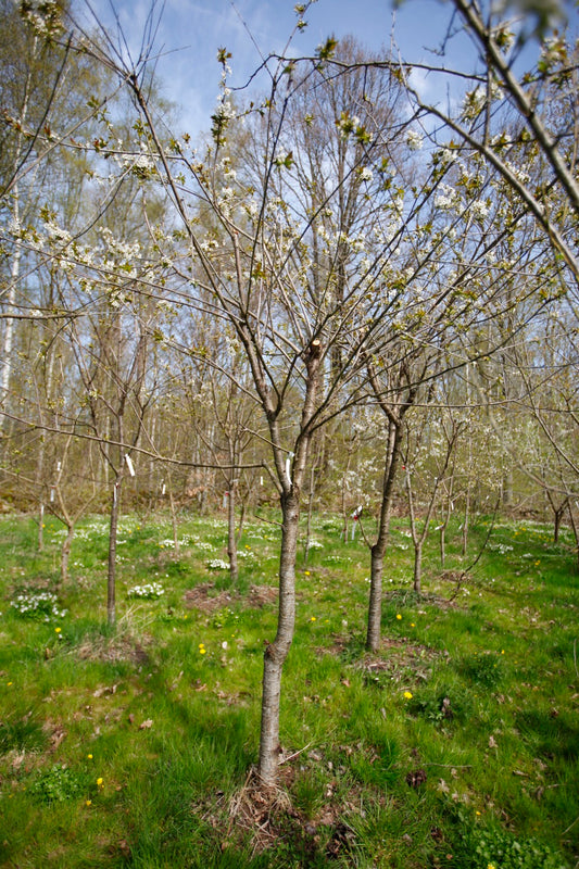 Merton Late (Nr.3) – Stort Körsbärsträd - Prunus Avaium ´Merton late`