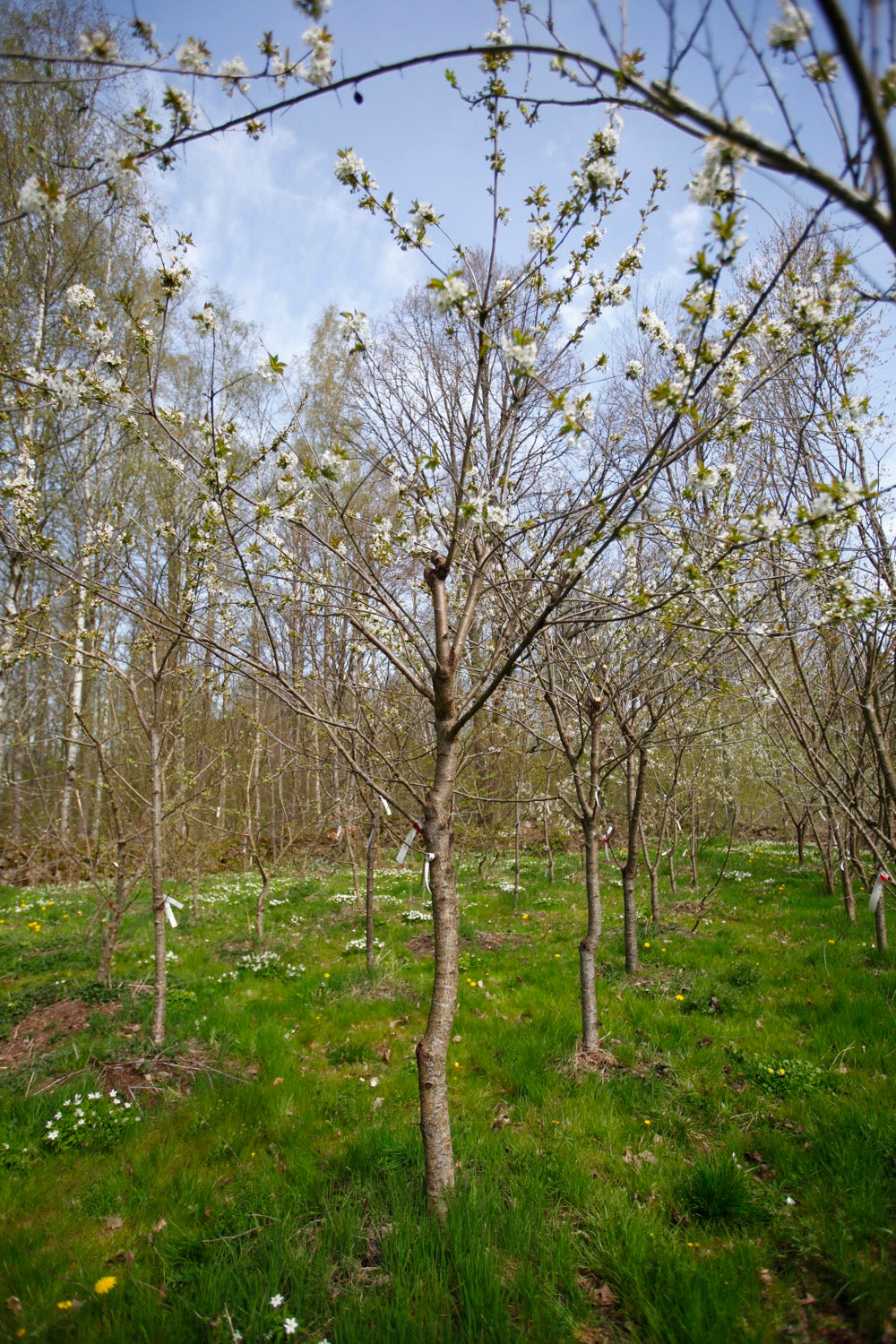Merton Late (No.4) – Large Cherry Tree