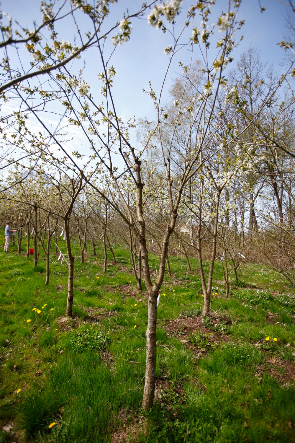 Merton Late (No.5) – Large Cherry Tree
