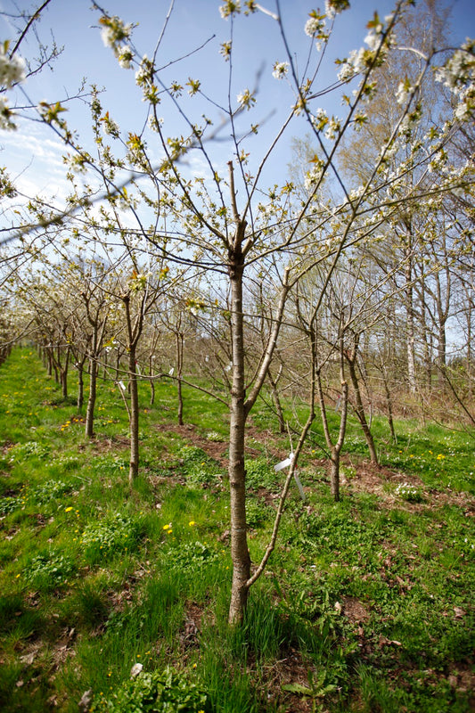 Merton Late (Nr.7) – Stort Körsbärsträd - Prunus Avaium 'Merton late'
