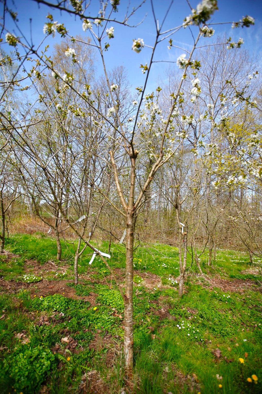 Merton Late (No.8) – Large Cherry Tree