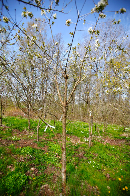 Merton Late (Nr.8)– Stort Körsbärsträd - Prunus Avaium ´Merton late`