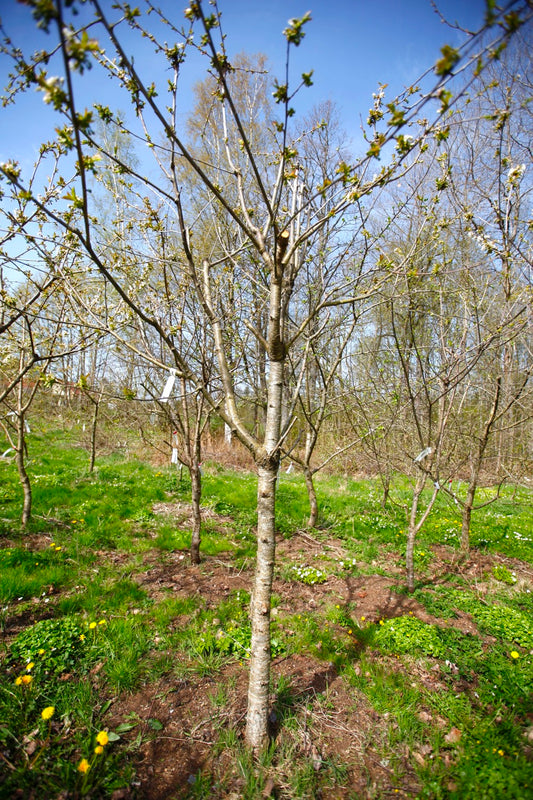 Stella (Nr.3) – Stort Körsbärsträd - Prunus Avaium ´Stella`