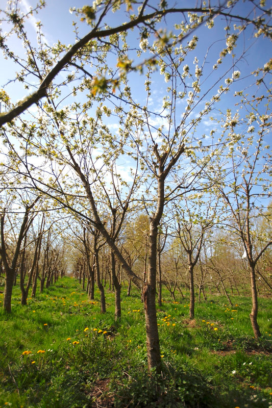 Merton Late (Nr.9) – Stort Körsbärsträd - Prunus Avaium ´Merton late`