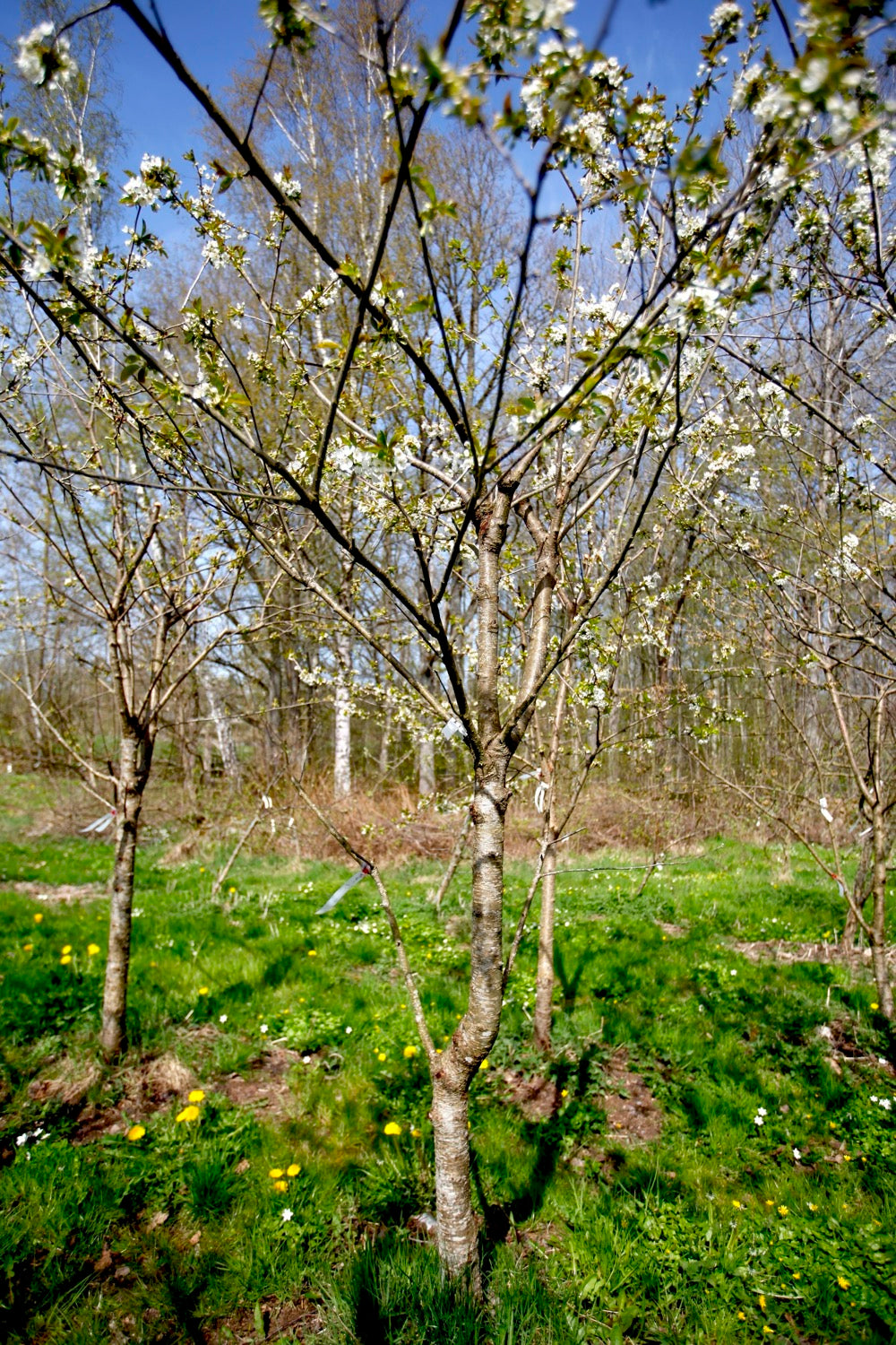 Merton Late (No.10) – Large Cherry Tree