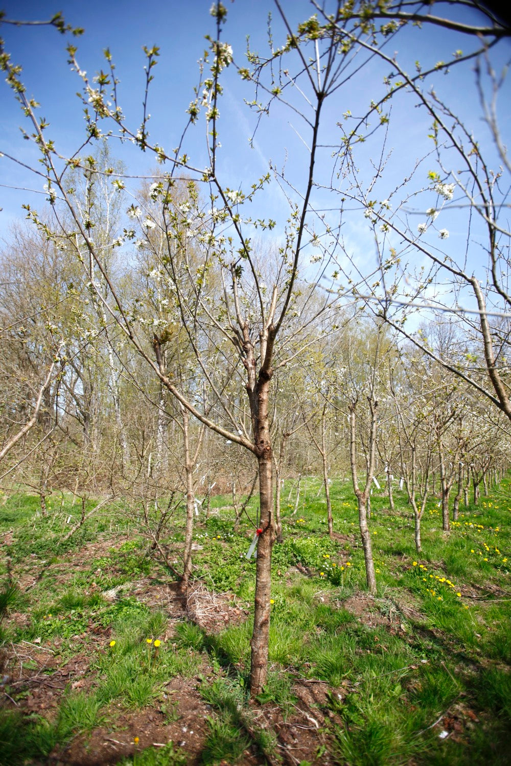 Merton Late (No.13) – Large Cherry Tree