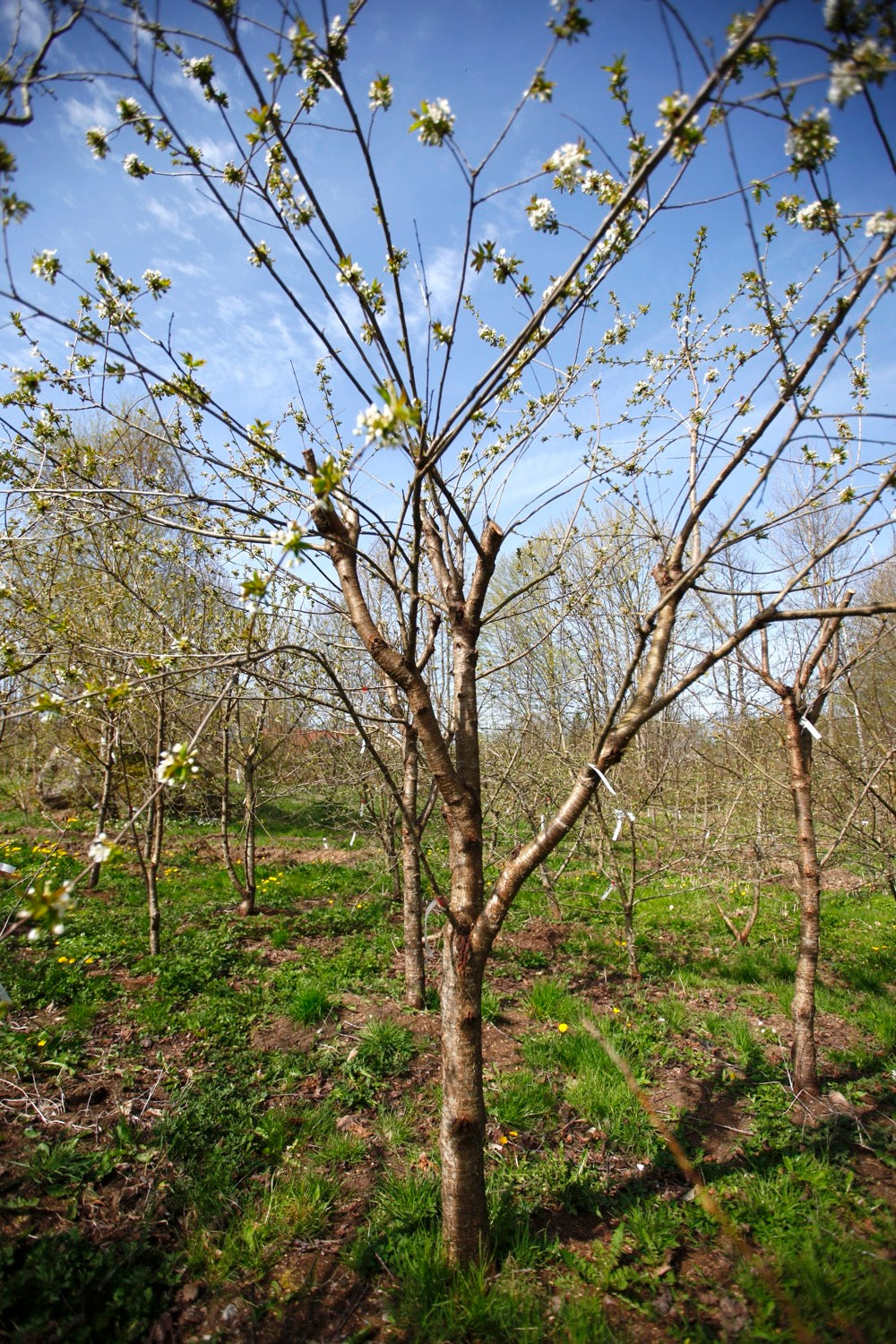 Merton Late (No.14) – Large Cherry Tree