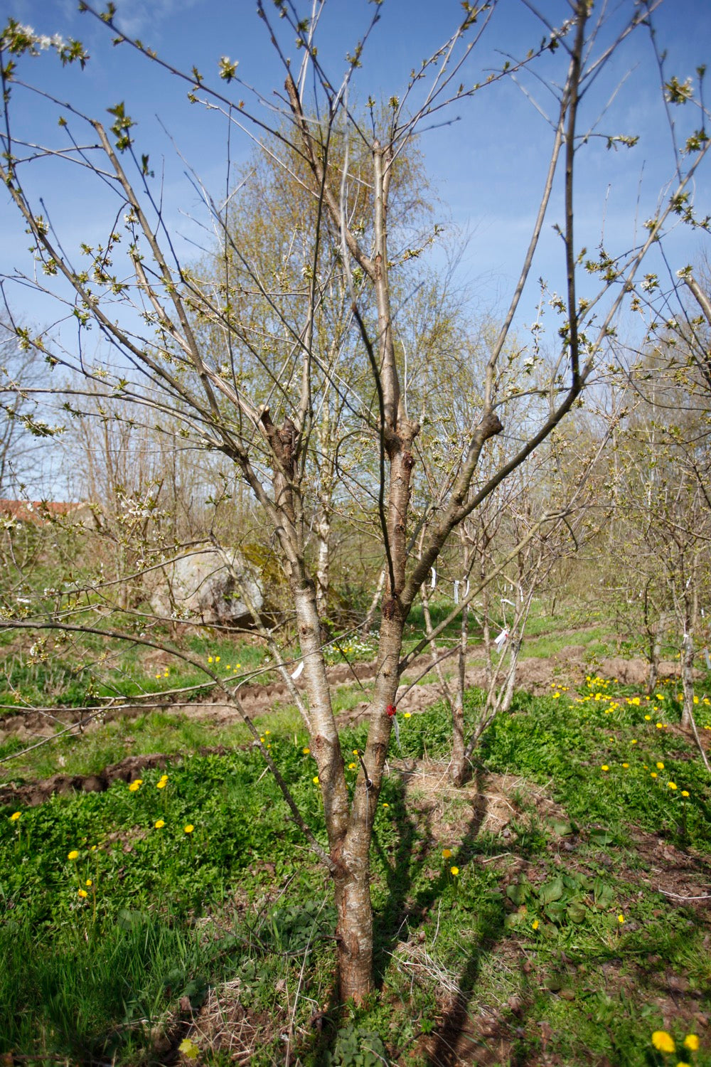 Merton Late (No.15) – Large Cherry Tree