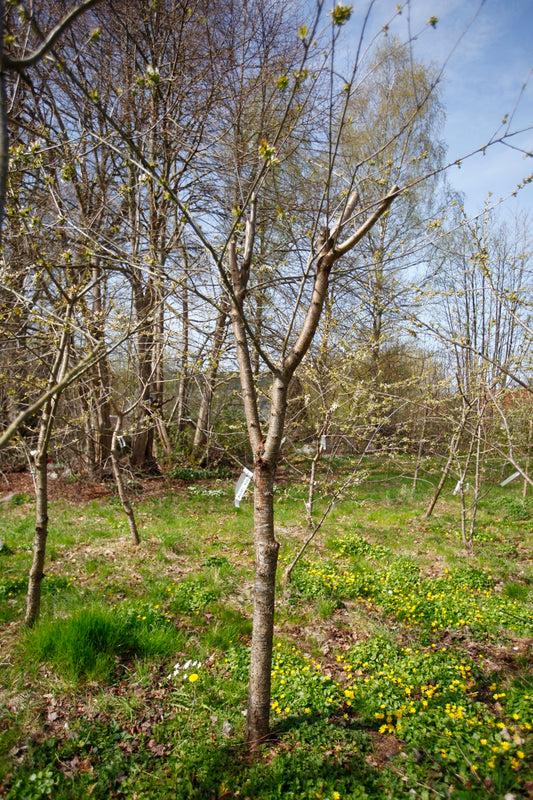 Merton Late (Nr.16) – Stort Körsbärsträd - Prunus Avaium ´Merton late`