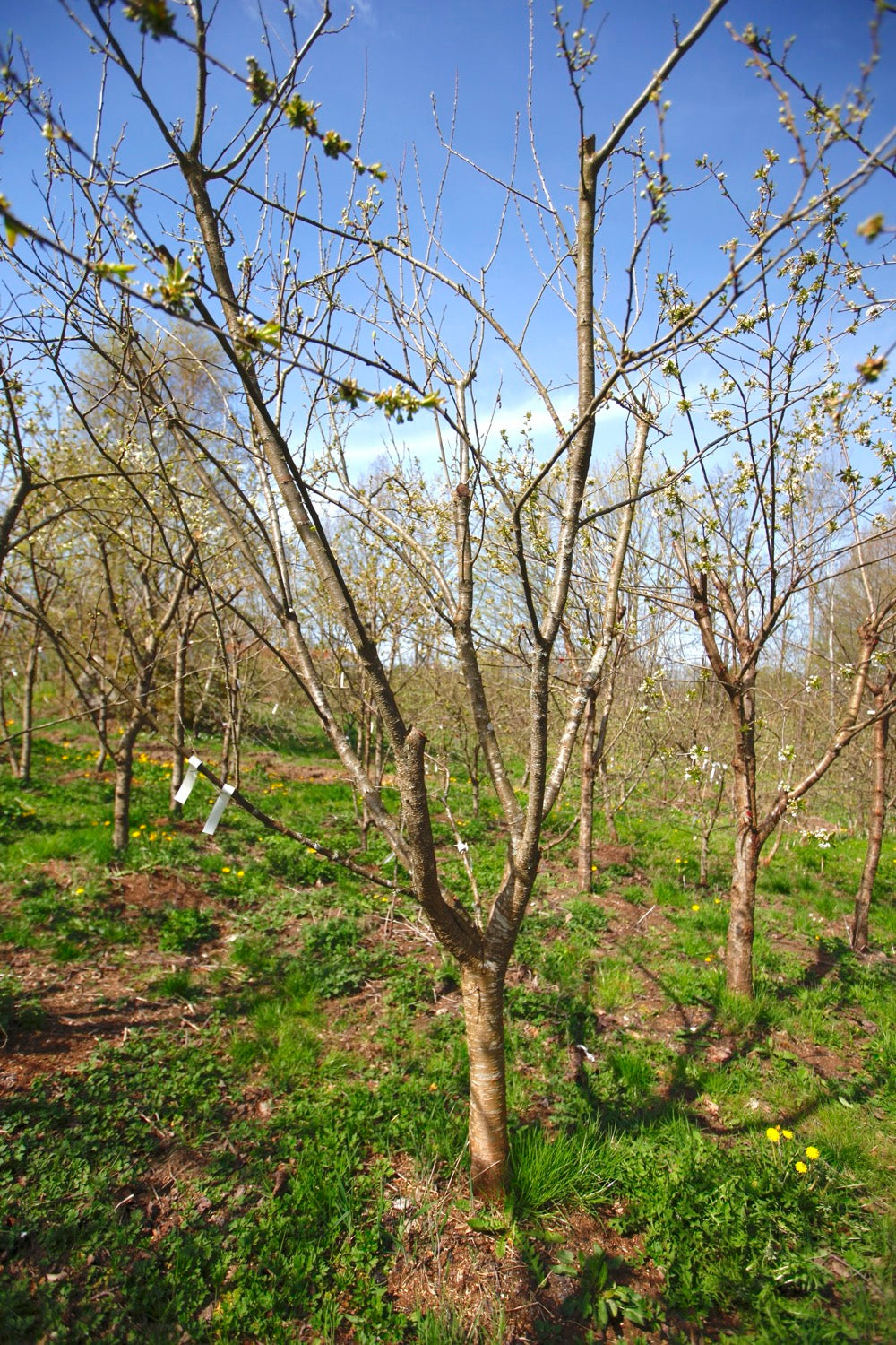 Bonne De Bry I – Large Plum Tree