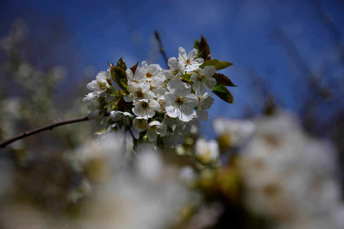 Bonne De Bry I – Large Plum Tree