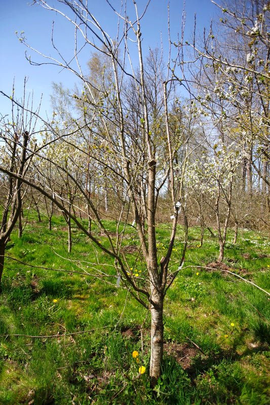 Belle de Louvain I – Stort Plommonträd - Prunus Domestica 'Belle de Louvain'