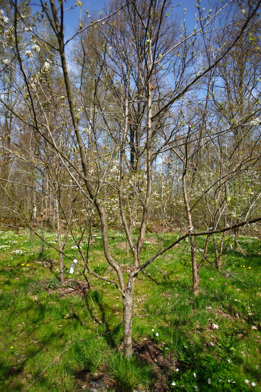 Spilling I – Stort Plommonträd - Prunus Domestica 'Spilling'