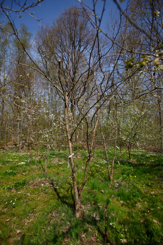 Bornholmskt Jätteplommon I – Stort Plommonträd - Prunus Domestica 'Bornholmskt Jätteplommon'