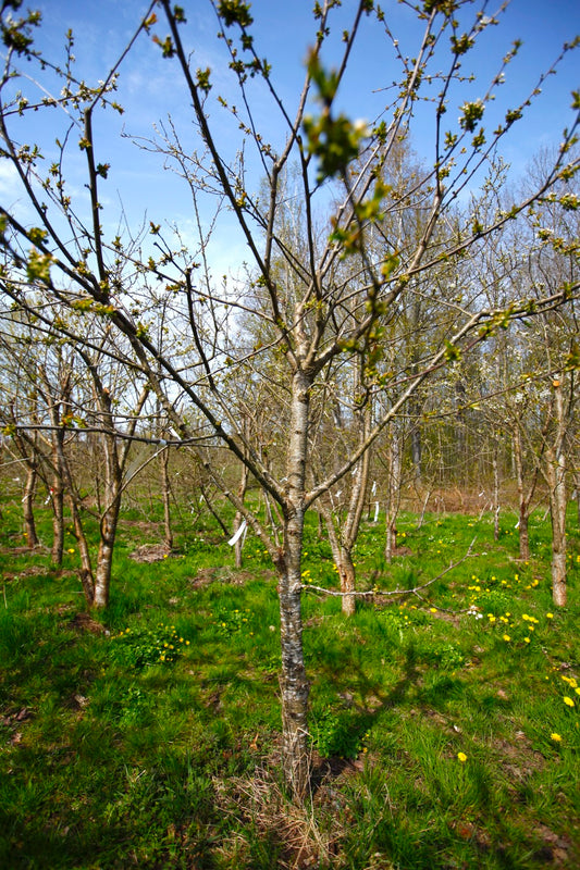 Stella (Nr.8) – Stort Körsbärsträd - Prunus Avaium ´Stella`
