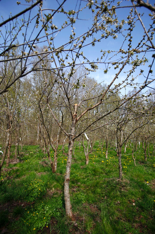 Lapins I – Stort Körsbärsträd - Prunus Avaium ´Lapins`