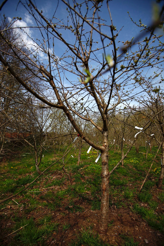 Regina II – Stort Körsbärsträd - Prunus Avaium ´Regina`