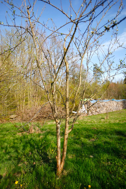 Bornholmskt Jätteplommon II – Stort Plommonträd - Prunus Domestica 'Bornholmskt Jätteplommon'