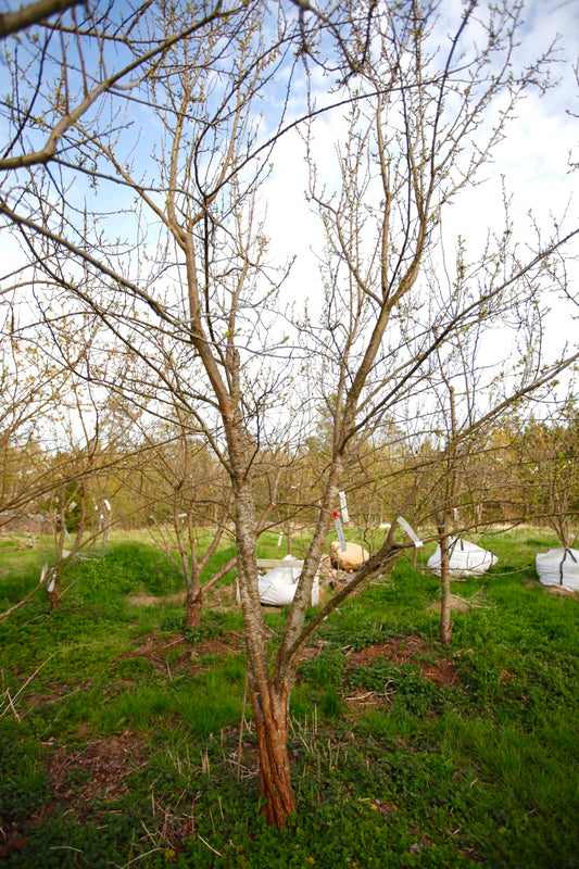 Fransk Damson II – Stort Plommonträd - Prunus Domestica 'Fransk Damson nReine Claude'