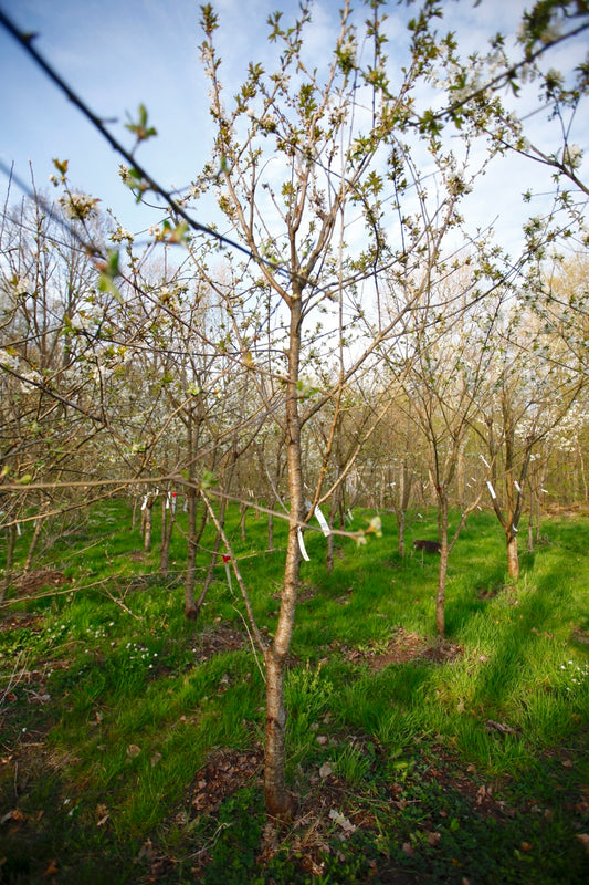 Van II – Stort Körsbärsträd - Prunus Avaium 'Van'