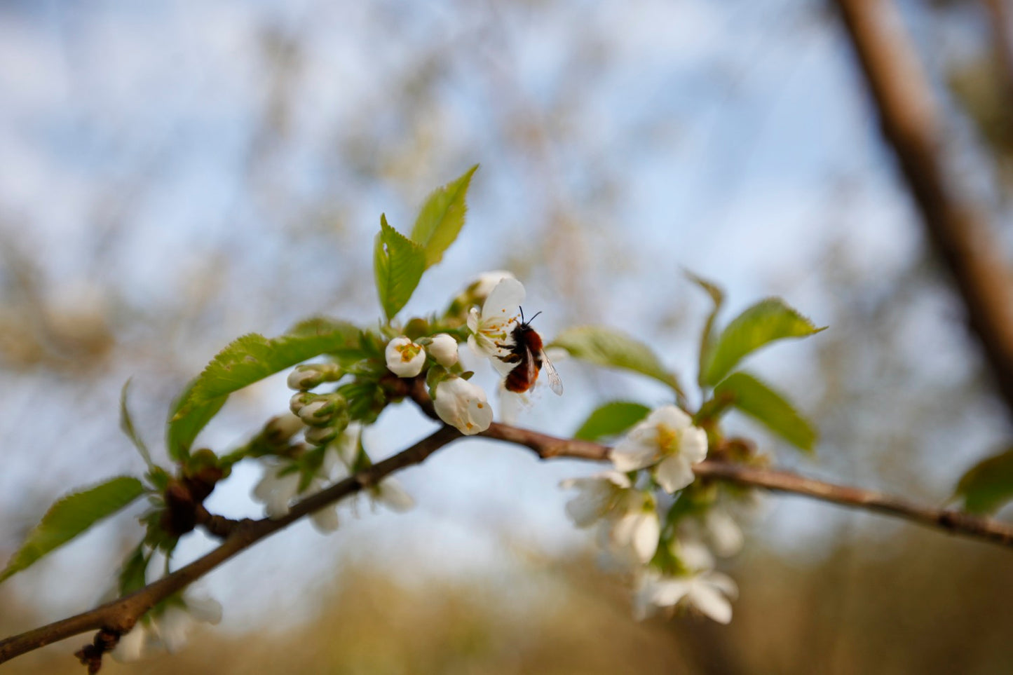 Large Black Cherry II – Large Cherry Tree