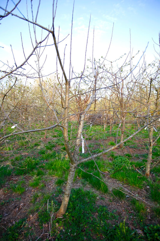 Rød Stjerne Reinette I – Stort Äppleträd - Malus Domestica 'Rød Stjerne Reinette'