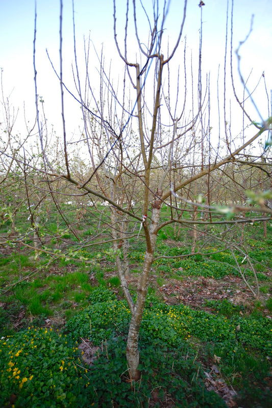 Ellis Bitter (Nr.MOF.2) – Stort Äppleträd - Malus Domestica 'Ellis Bitter'