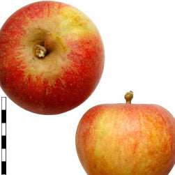 Pommier Antonius sur porte-greffe P60
