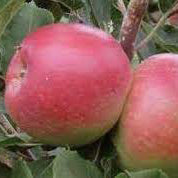 La beauté de la pomme de bain sur le porte-greffe P60