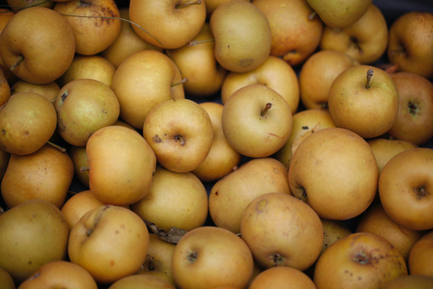 Early Golden Russet Apfel (40 - 80cm)