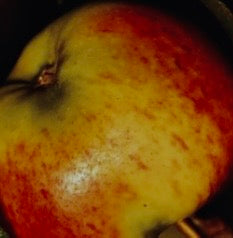 Coulon Äpple på Antonovka Grundstam - Malus Domestica 'Coulon'