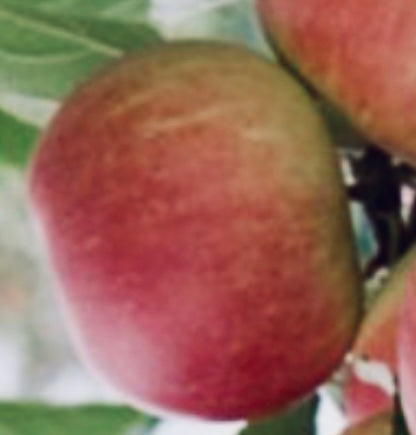 Coulon Äpple på Antonovka Grundstam - Malus Domestica 'Coulon'