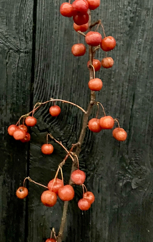 Red Sentinel Äpple på Antonovka Grundstam - Malus Domestica 'Red Sentinel'